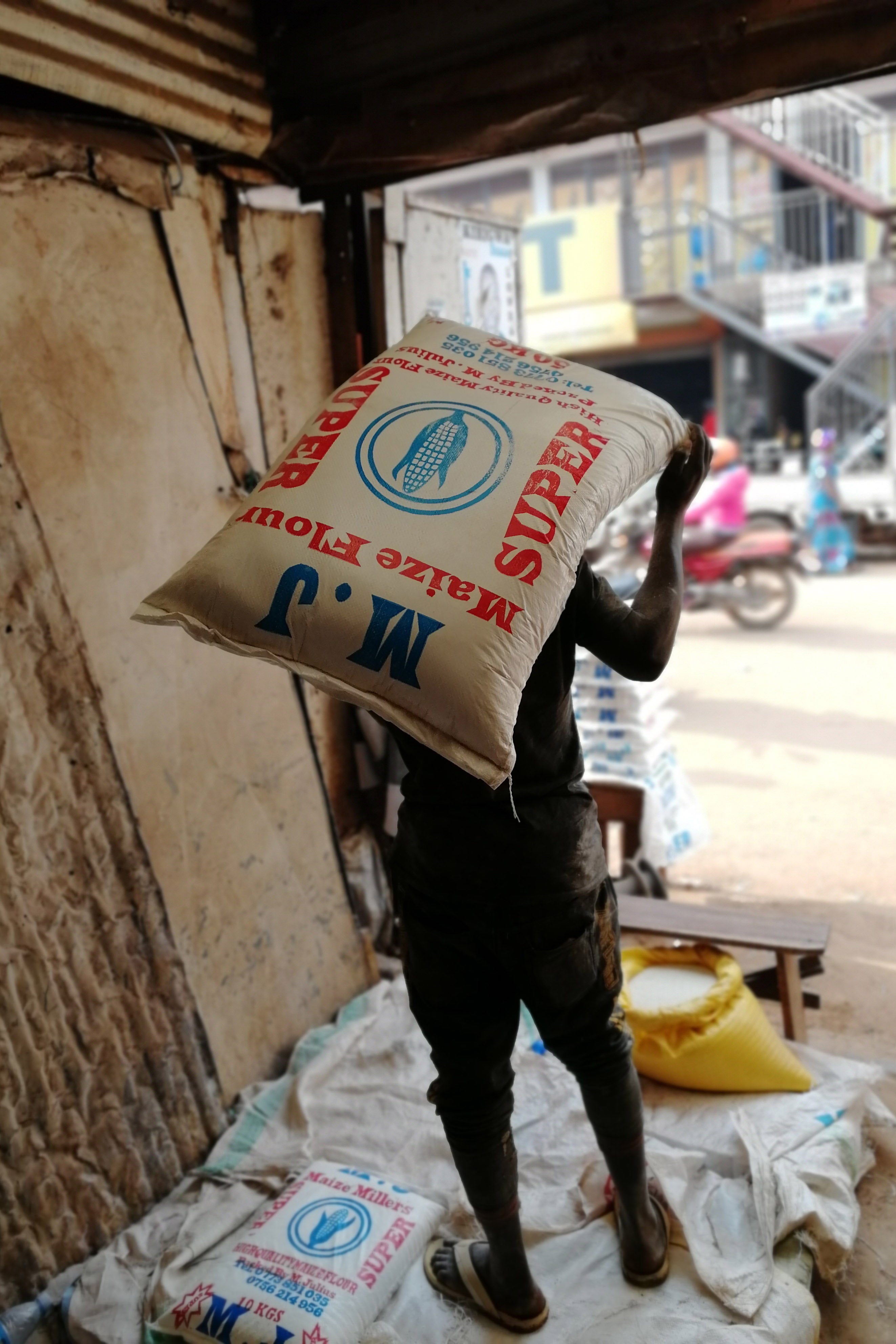 A boy carries a large bag of seed on his shoulders