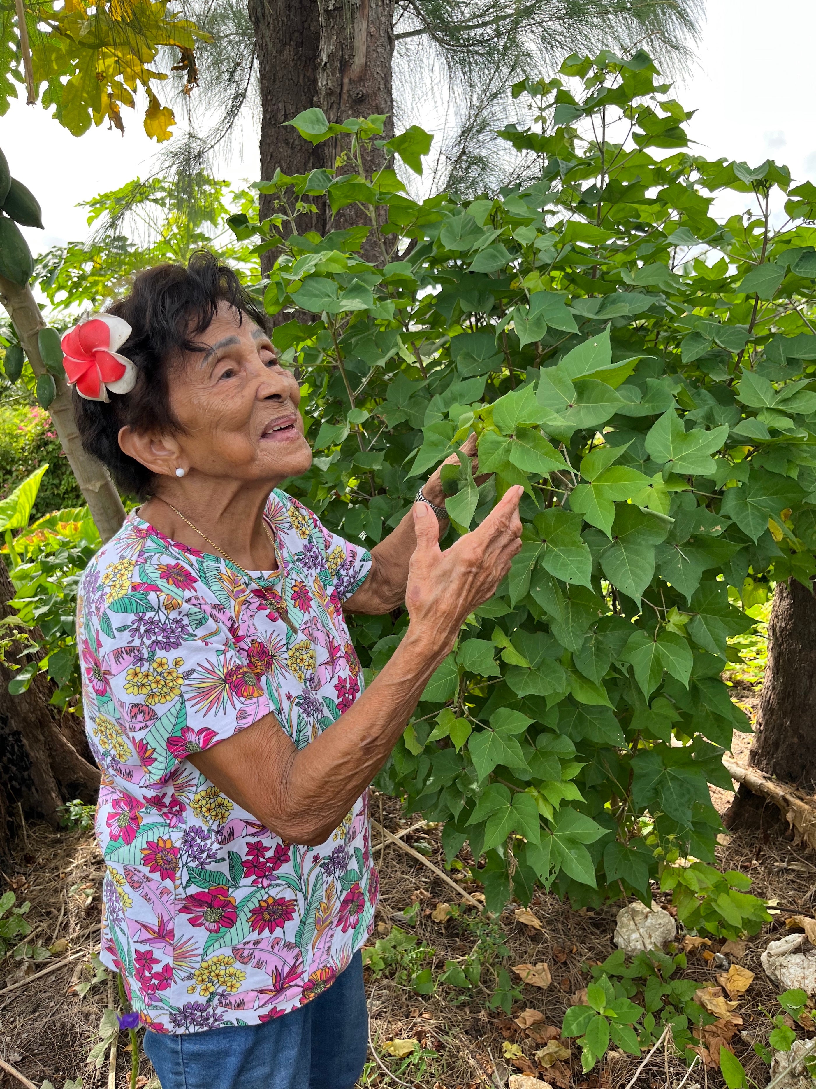 Mama Chai, an 88-year-old Indigenous Chamorro yo’åmte, or medicine woman, collects medicine from a tree planted near her home in Guam, May 2023. 