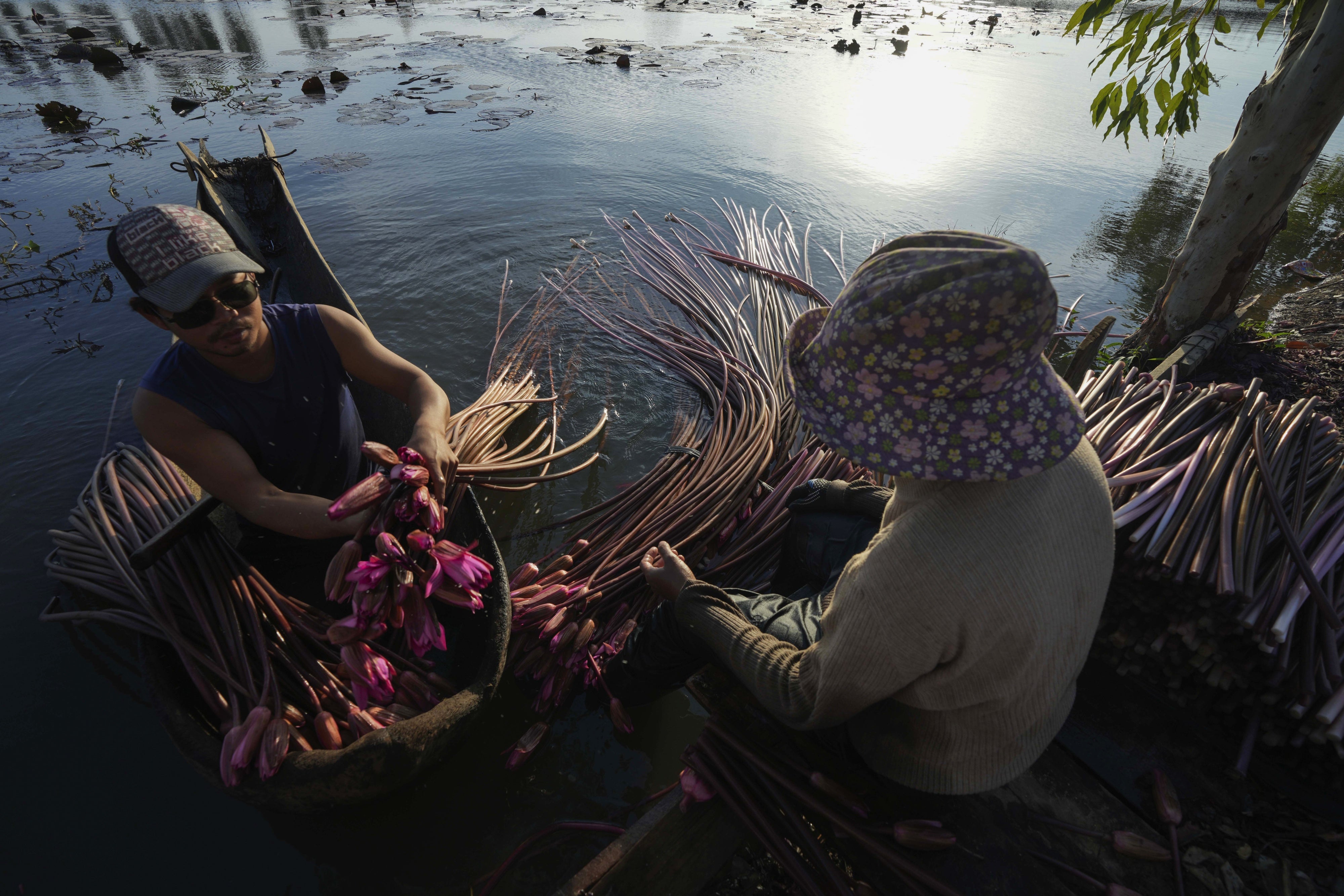 Une famille ramasse des nénuphars dans le lac Boeung Tamok pour les vendre au marché, Phnom Penh, Cambodge, 14 janvier 2025.