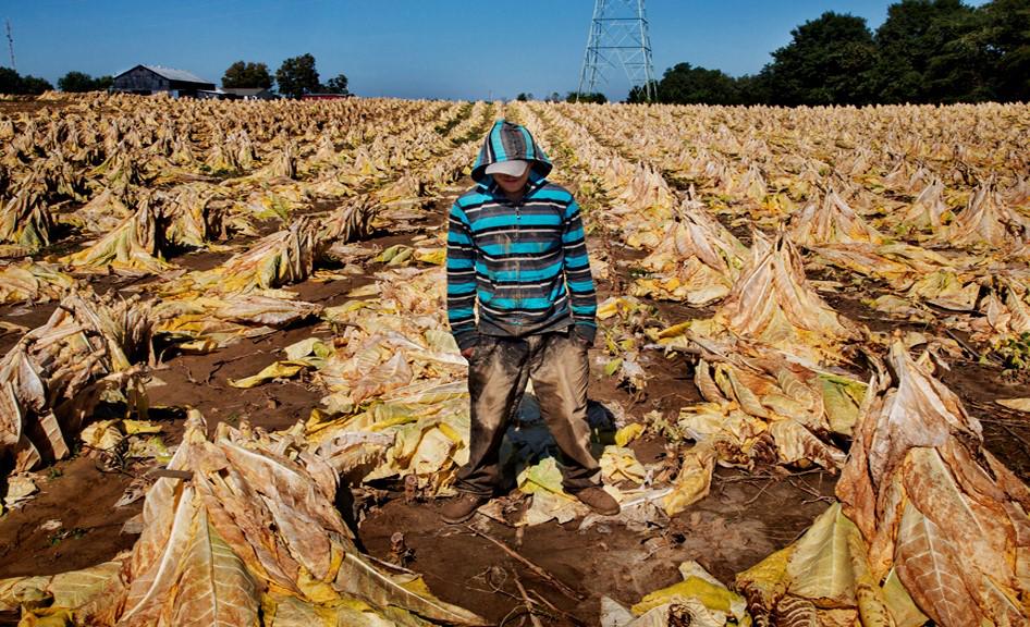 Um jovem de 17 anos em uma plantação de tabaco no Kentucky. 