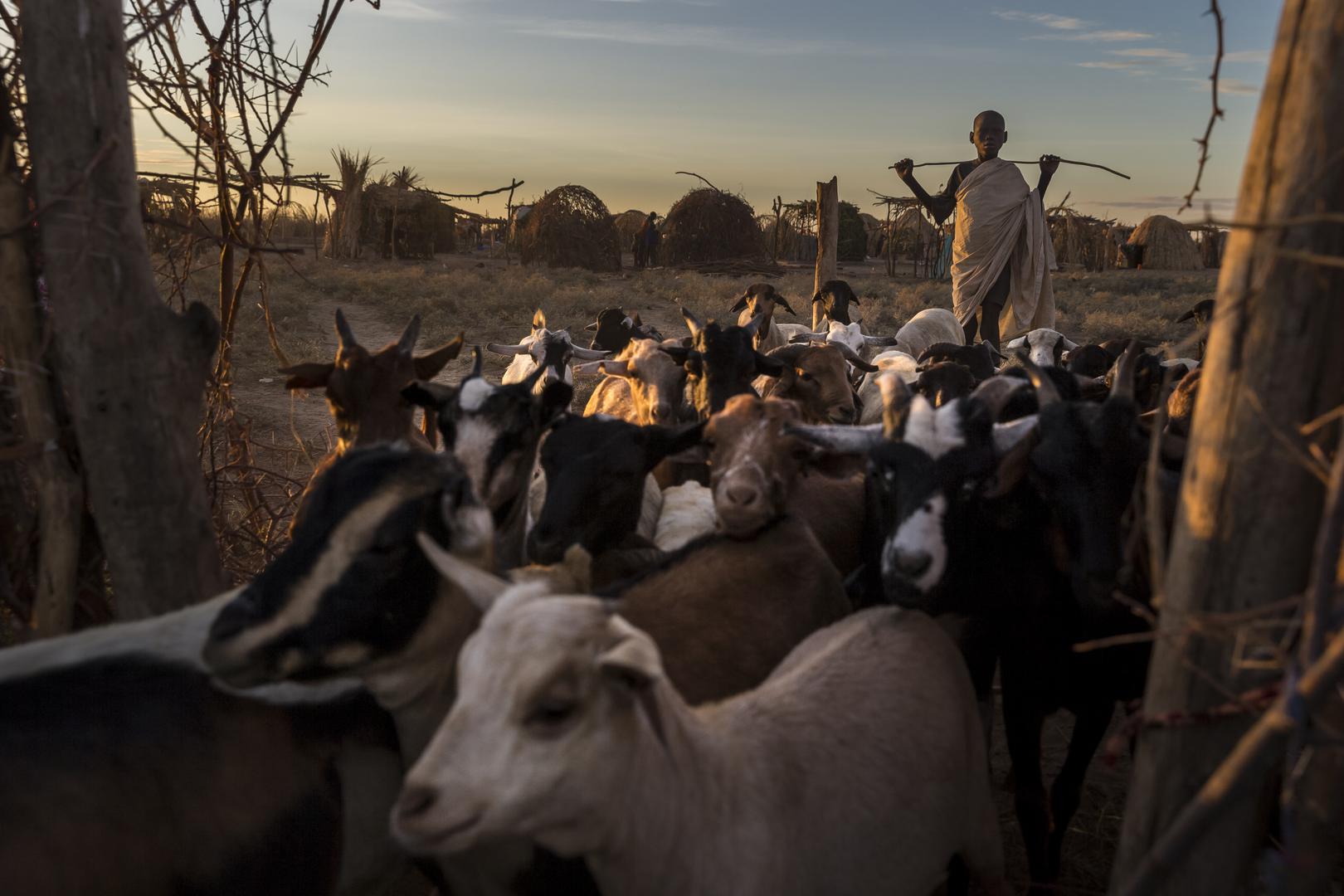 Internally displaced villagers herd livestock in Turkana county, Kenya. 