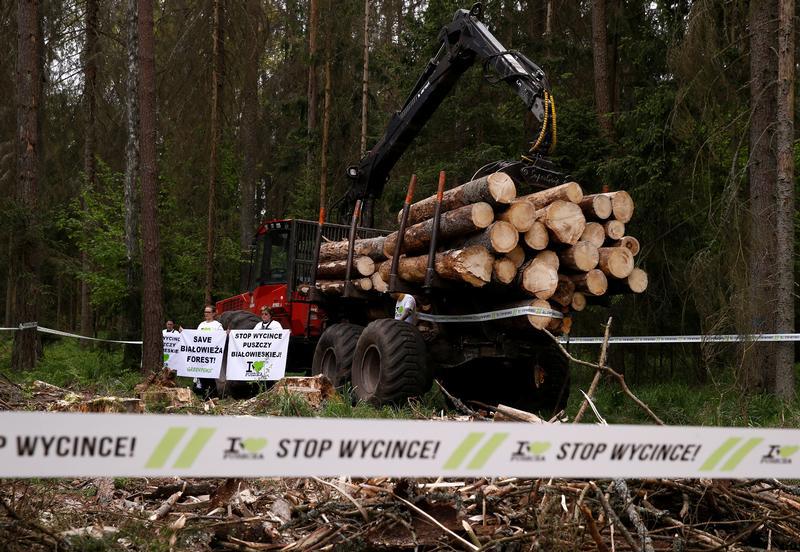 Environmental activists chain themselves to a logging machine during an action in the defence of one of the last primeval forests in Europe, Bialowieza forest, Poland May 24, 2017.