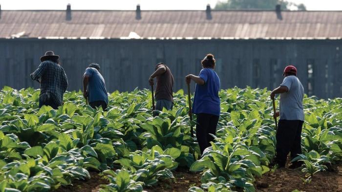 A group of farmworkers makes their way across a field, hoeing weeds out of the rows, in the early morning on July 11, 2011.