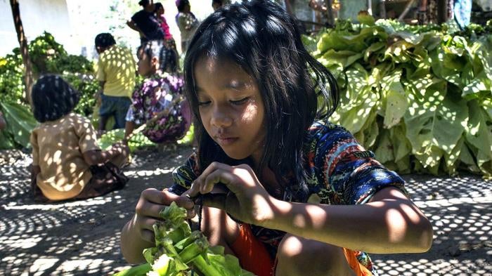 An 11-year-old girl ties tobacco leaves onto sticks to prepare them for curing in East Lombok, West Nusa Tenggara. 