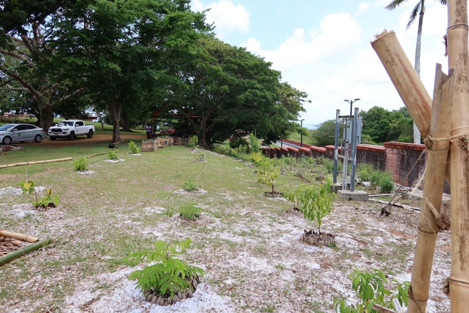 Auntie Lou Manglona created a program for Indigenous medicine at the University of Guam.