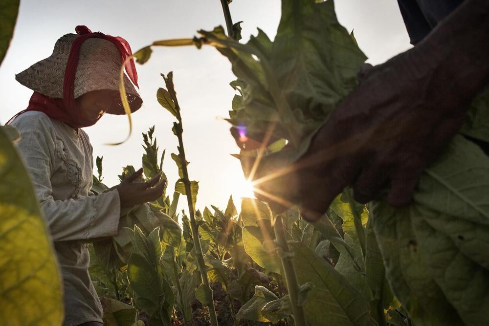 A 15-year-old girl harvests tobacco leaves by hand on a farm near Sampang, East Java.