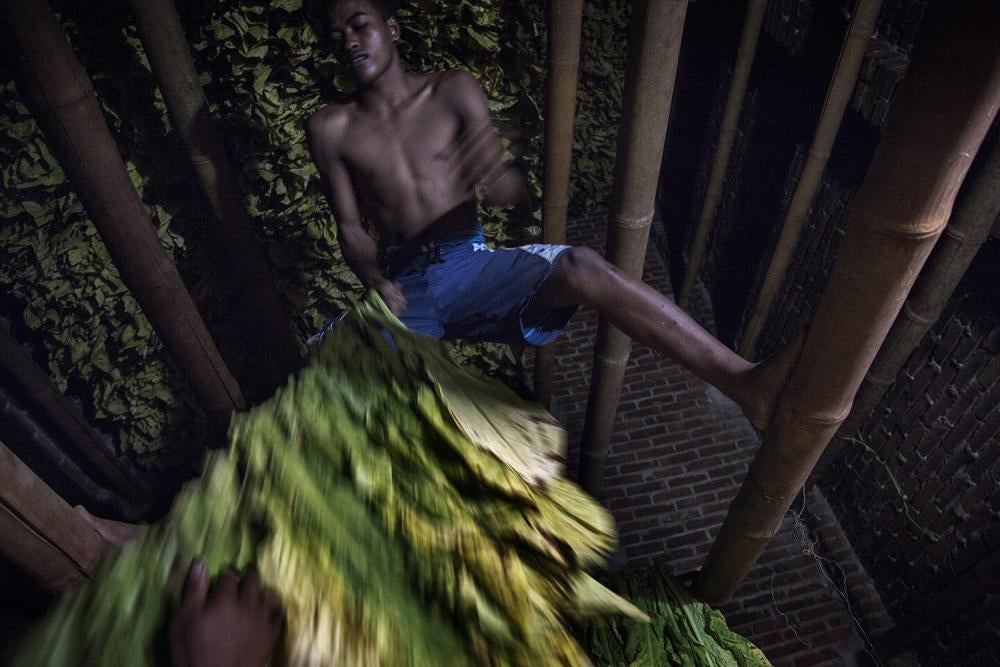 A young adult tobacco worker loads sticks of harvested tobacco leaves into a curing barn near East Lombok, West Nusa Tenggara. 