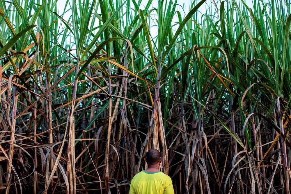 Bernardo, a man in his 30s, was born in a quilombo (Afro-Brazilian) community of around 60, men, women, and children in Minas Gerais State, southeast Brazil. Bernardo told Human Rights Watch that he feels powerless against aerial spraying of pesticides. “