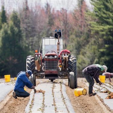 Works plant strawberries farming quebec