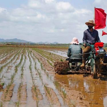 2021년 5월 25일 평양의 락랑구역에서 농부들이 벼를 심고 있다. ©2021 전철진/AP