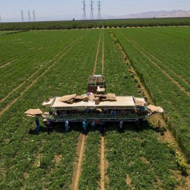 Workers harvest cantaloupe on a farm during a drought in Firebaugh, California, US, on Tuesday, July 13, 2021.