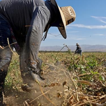 Farm workers in an okra field in California. 