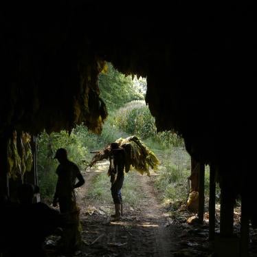 Workers house harvested burley tobacco in a barn in Shelbyville, Kentucky, US, August 20, 2020. 