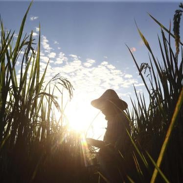 A farmer tends to her paddy field just a few weeks ahead of harvesting in Naypyidaw, Myanmar, Wednesday, November 14, 2018. 